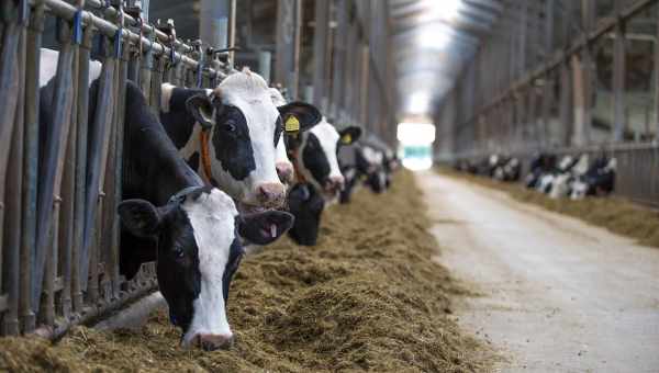 Особенности содержания и кормления коров в сухостойный период