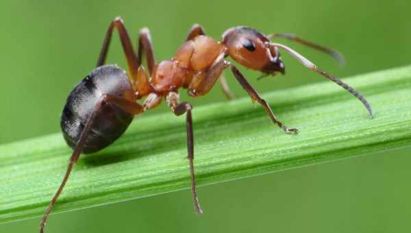 У муравьев обнаружили практику карантина