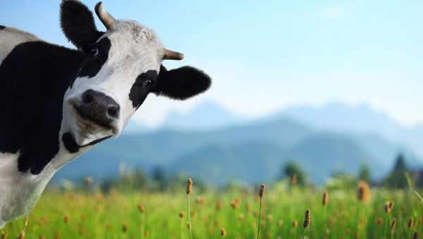 Щоб корови виділяли менше метану, треба змінити їх генетику