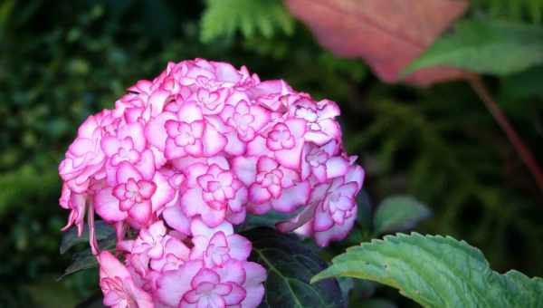 Hydrangea macrophylla miss saori