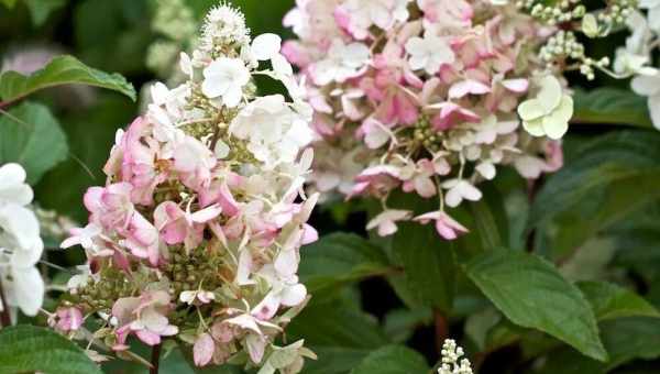 Hydrangea paniculata pink lady