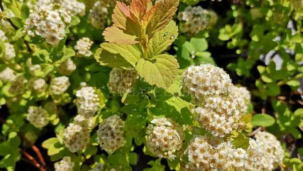 Spiraea betulifolia pink sparkler