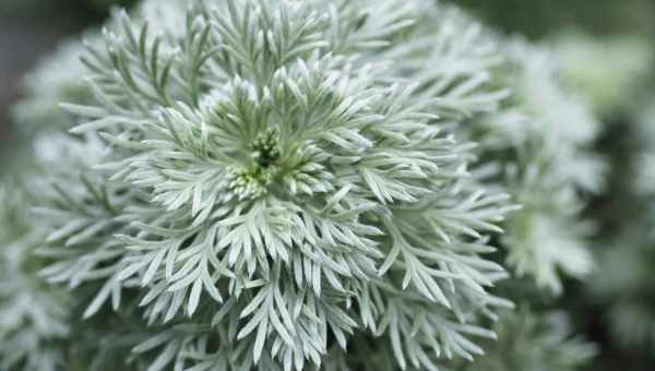 Artemisia schmidtiana silver mound