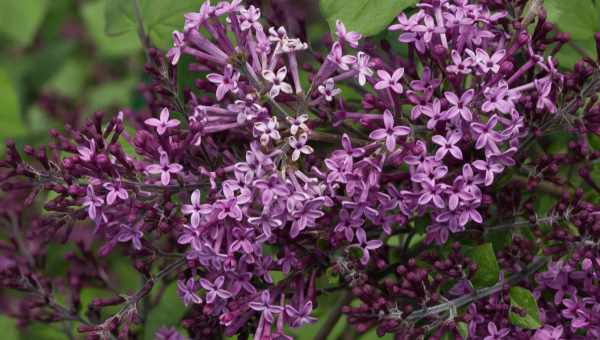 Syringa meyeri flowerfesta pink