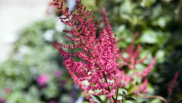 Astilbe arendsii red charm