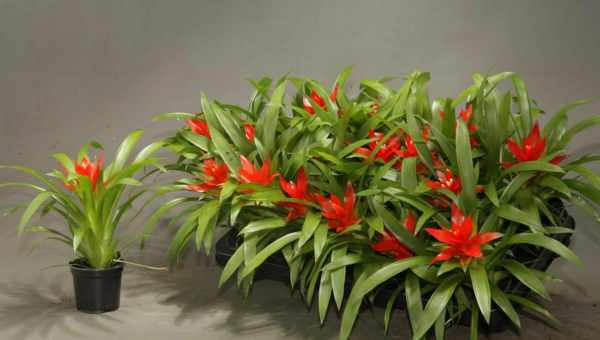 Bromelia уход в домашних условиях