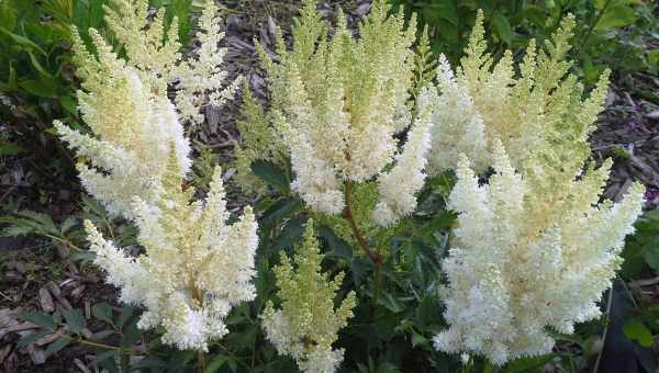 Astilbe arendsii weisse gloria