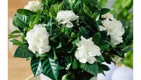 Gardenia jasminoides как ухаживать в домашних условиях