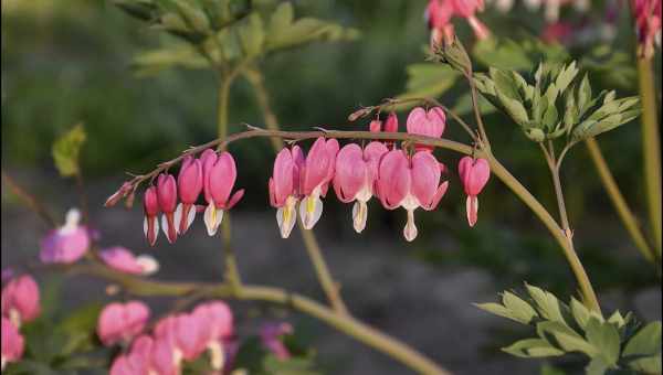 Https florium ua ru dicentra