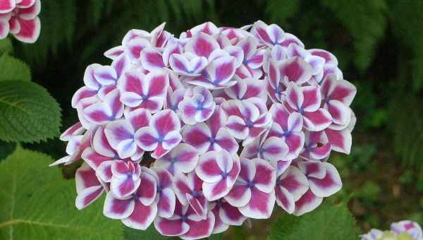 Hydrangea macr peppermint pbr