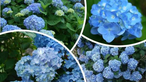 Hydrangea macr nikko blue