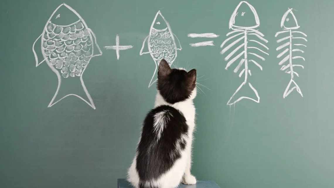 Коты не любят напрягаться. Ученые узнали, что кошки никогда не будут решать сложные задачи, если есть простое решение